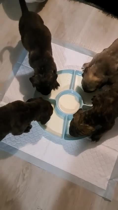 Mixed Breed dogs for sale: Angel the cane x canario  - Video 1