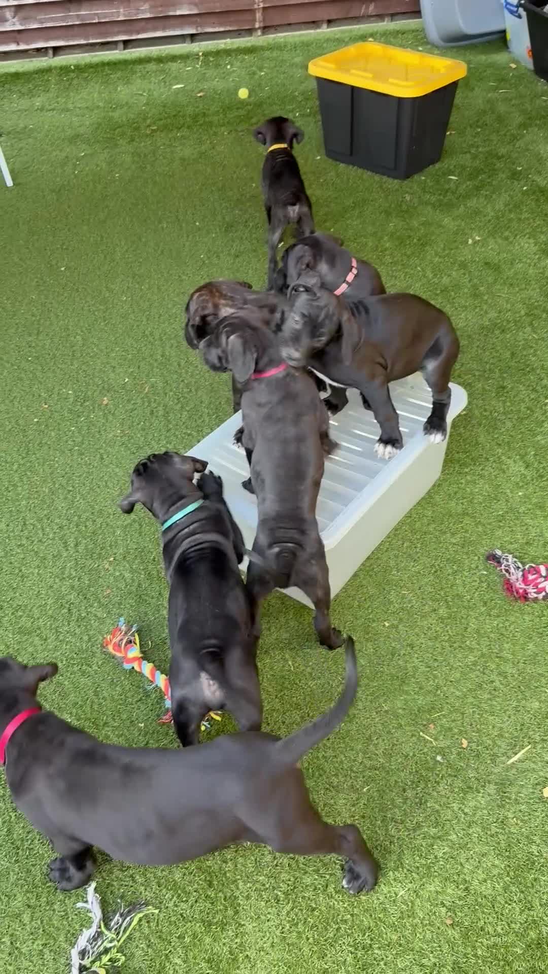 Cane Corso dogs for sale: Cane corso puppies - Video 5