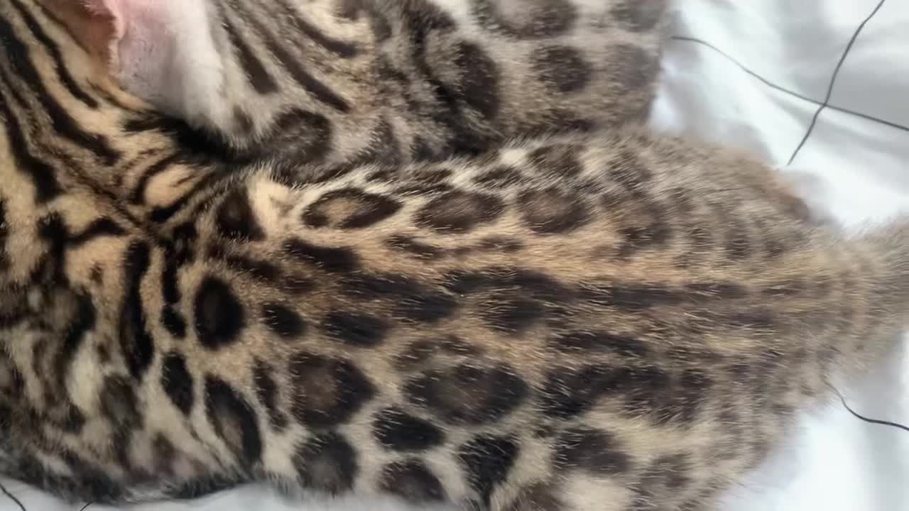 Bengal cats for sale: 🏆🥇Luxury Champion Pure Bengals🥇🏆 - Video 2