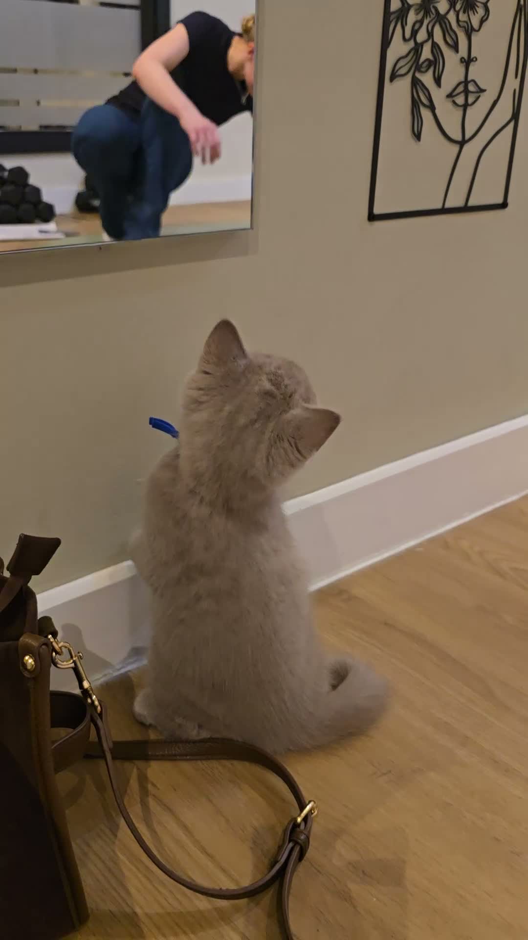 British Shorthair cats for sale: GCCF ACTIVE MALE LILAC BRITISH SHORTHAIR  - Video 2