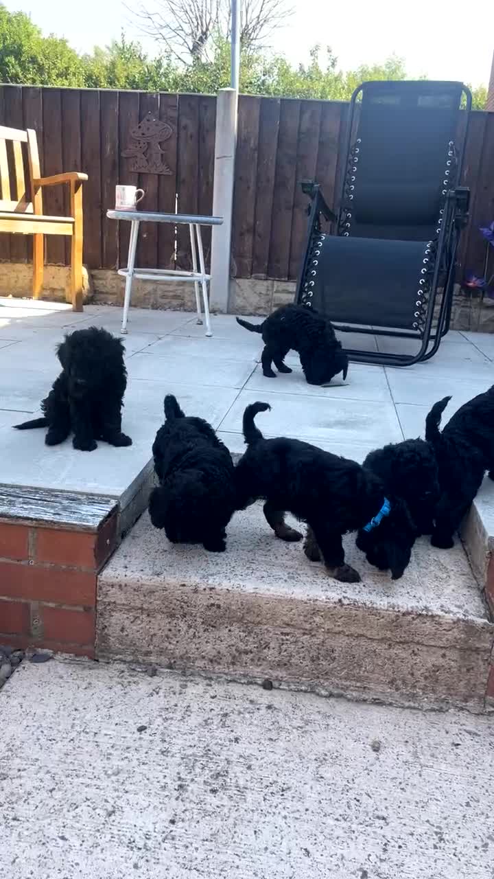 Cockapoo dogs for sale: Beautiful F1B Cockerpoos🐶 - Video 2