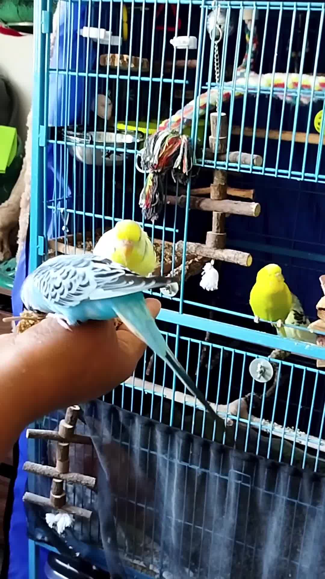 Budgerigars birds for sale: Eight Vibrant Budgies (EVERYTHING INCLUDED) in Haverfordwest - Video 3