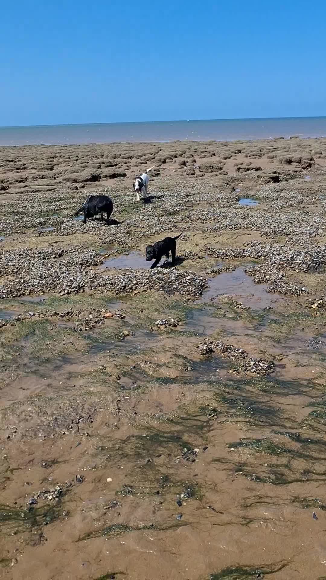 Cocker Spaniel dogs for sale: Adorable Female Tuxedo Cocker Spaniel  - Video 2