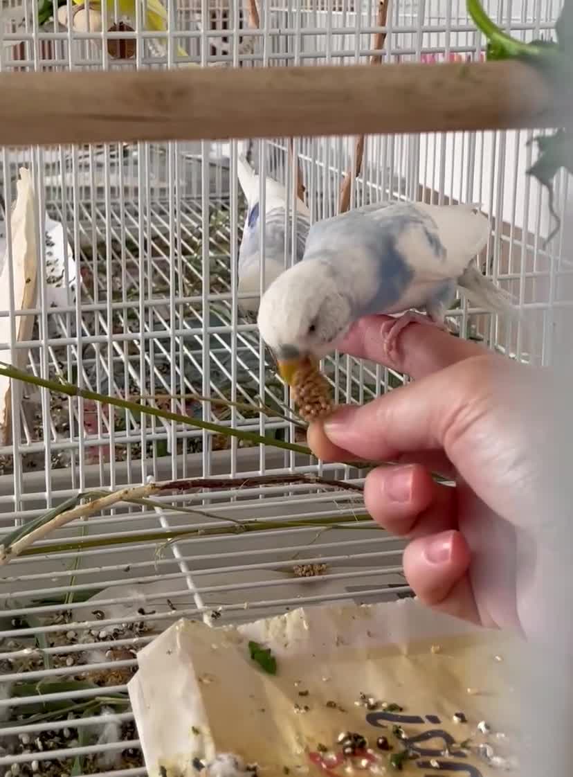 Budgerigars birds for sale: Beautiful Tame Budgies - Video 2
