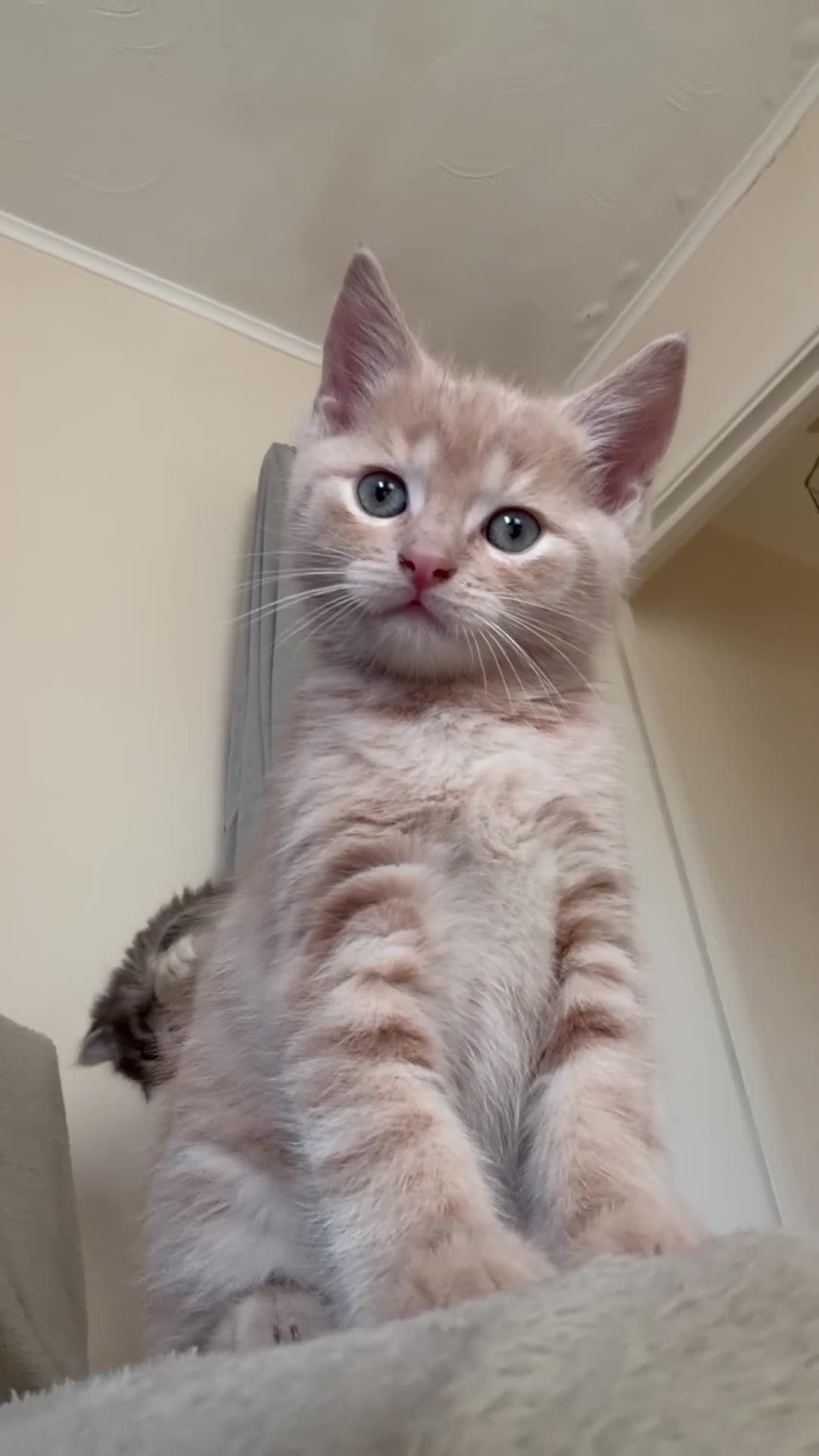 Ragdoll cats for sale: Ragdoll x BSH  - Video 2