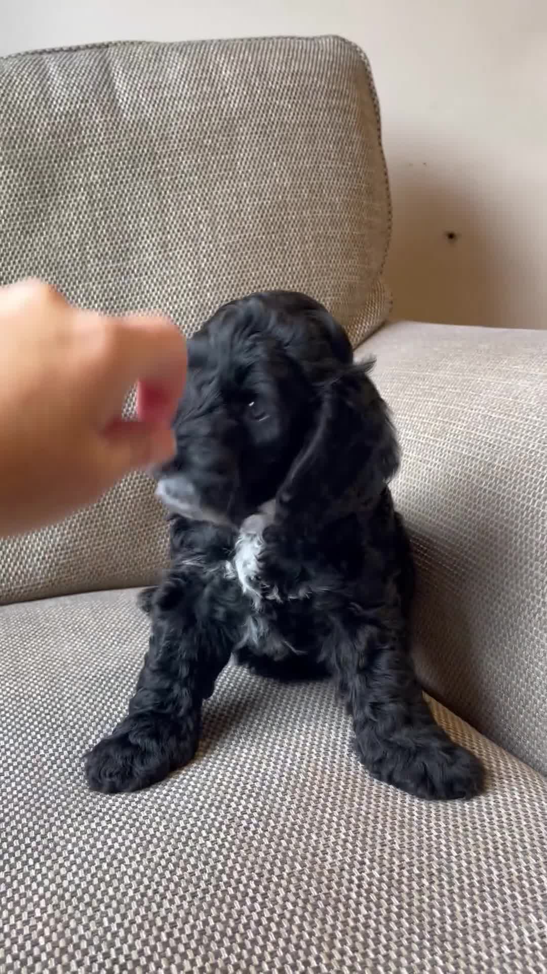 Cockapoo dogs for sale: Show Type F1 Cockerpoos. KC parents & health tests - Video 3