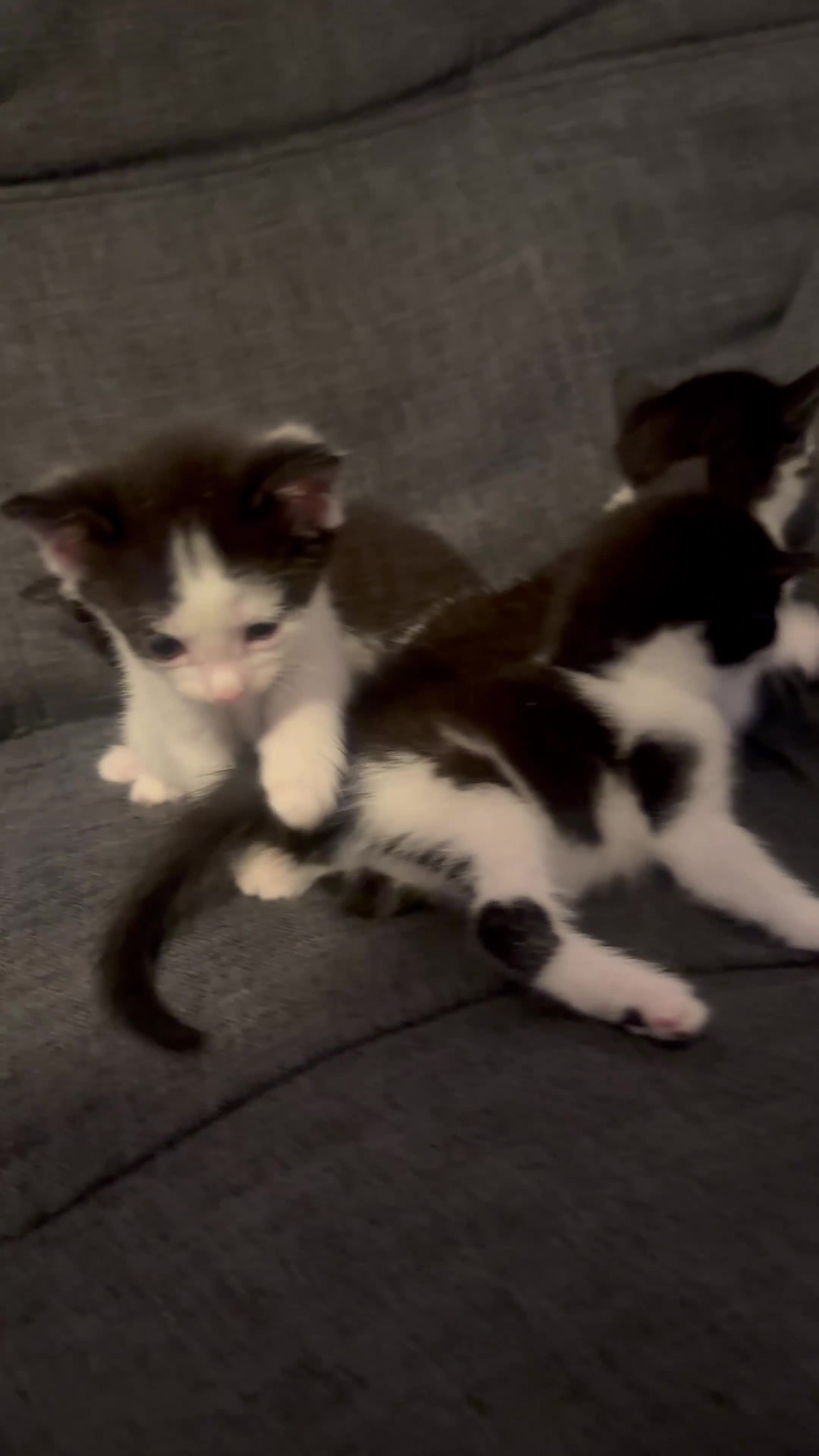 Mixed Breed cats for sale: Adorable Kitten Looking for a Loving Home - Video 1