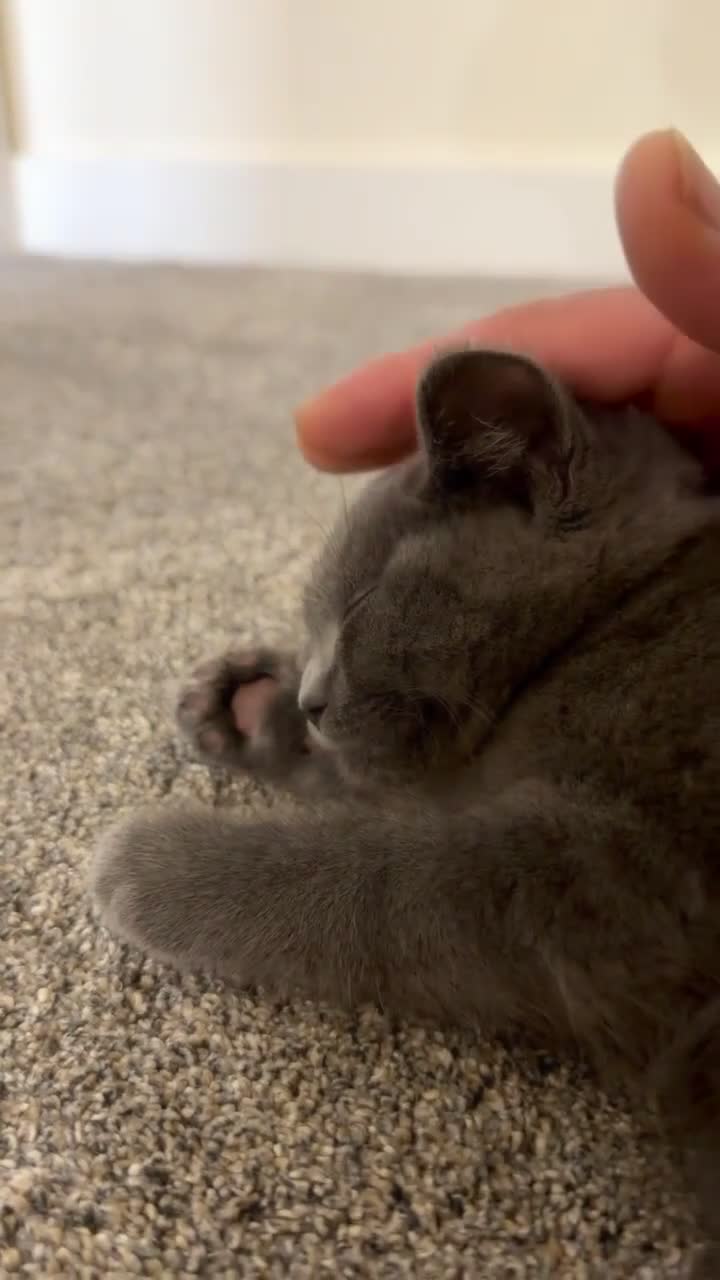 British Shorthair cats for sale: Stunning British Shorthair - Video 2