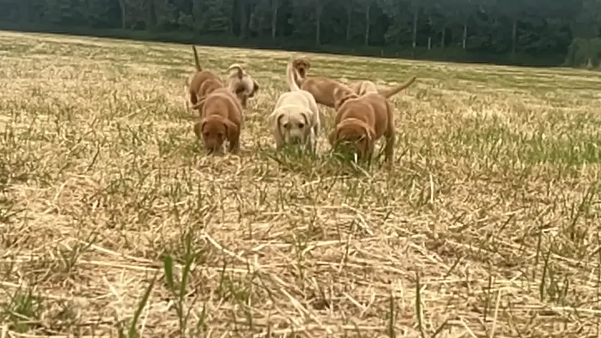 Labrador Retriever dogs for sale: KC Reg Labrador pups Working Traditional Chunky - Video 5