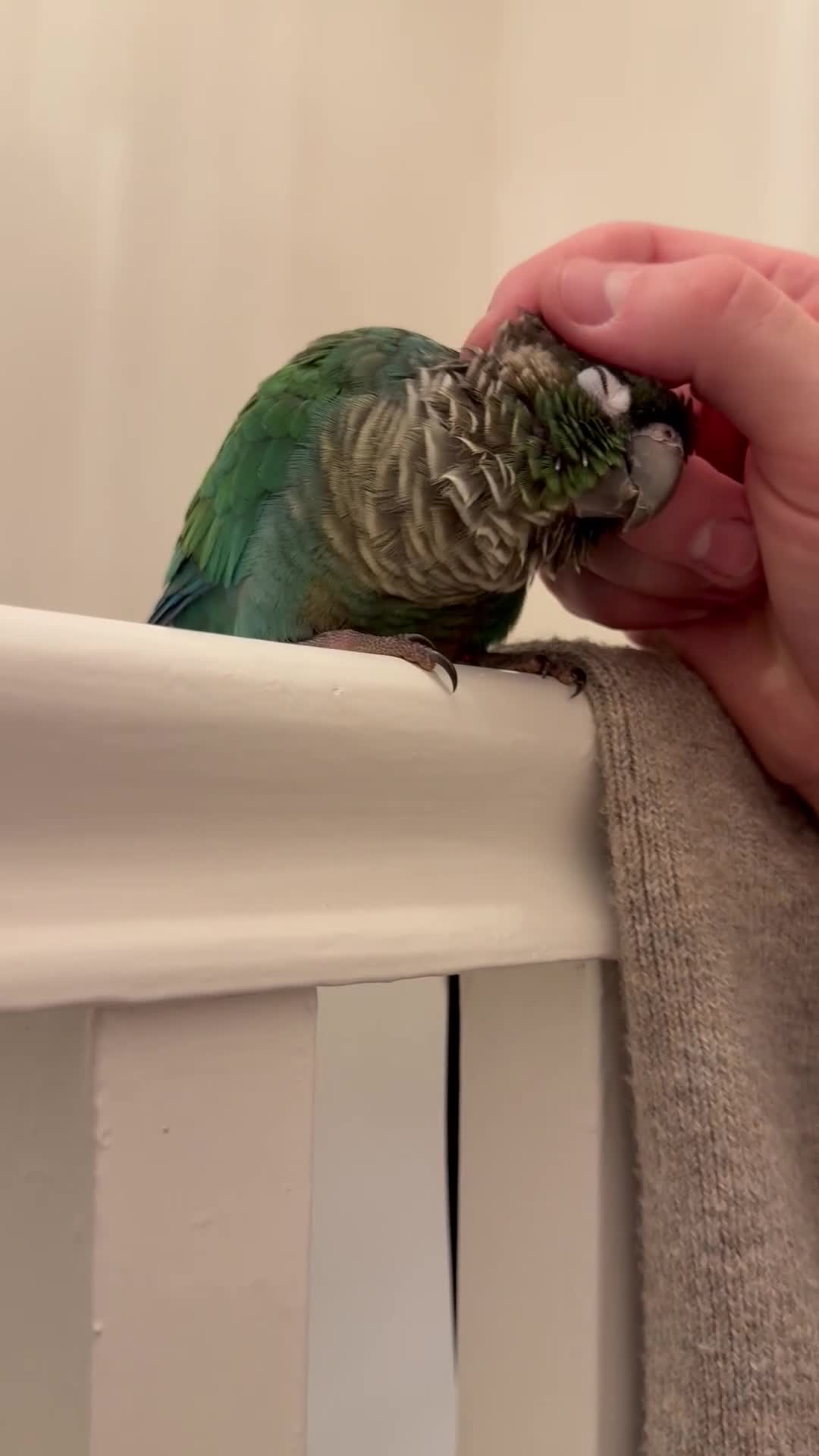 Conures birds for sale: Green cheeked conure - Video 1