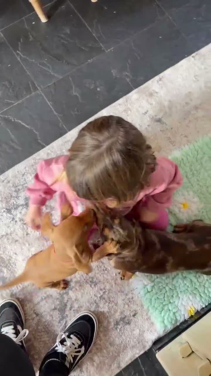 Miniature Dachshund dogs for sale: KC Mini Dachshund.  - Video 1