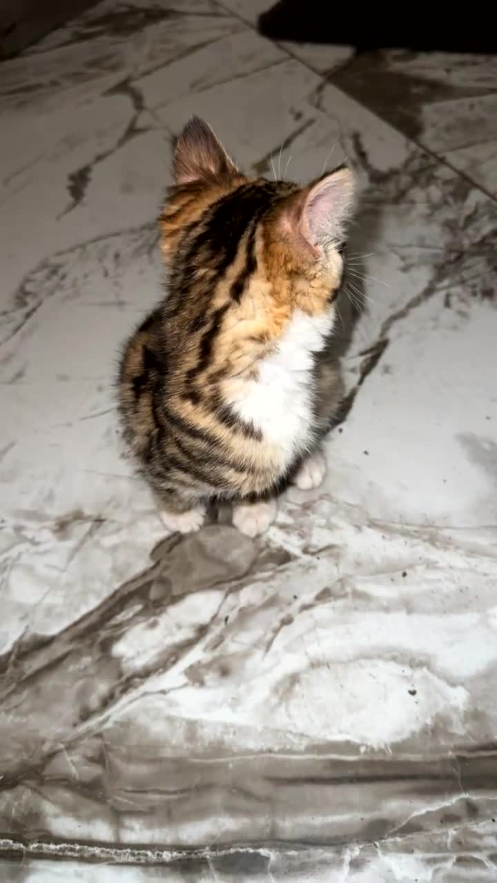 Domestic Shorthair cats for sale: Adorable tabby kitten - Video 2