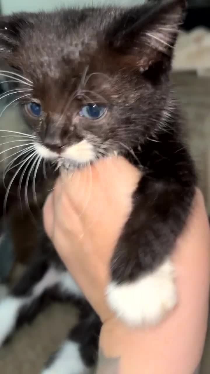 Mixed Breed cats for sale: Ready now!! - Video 3