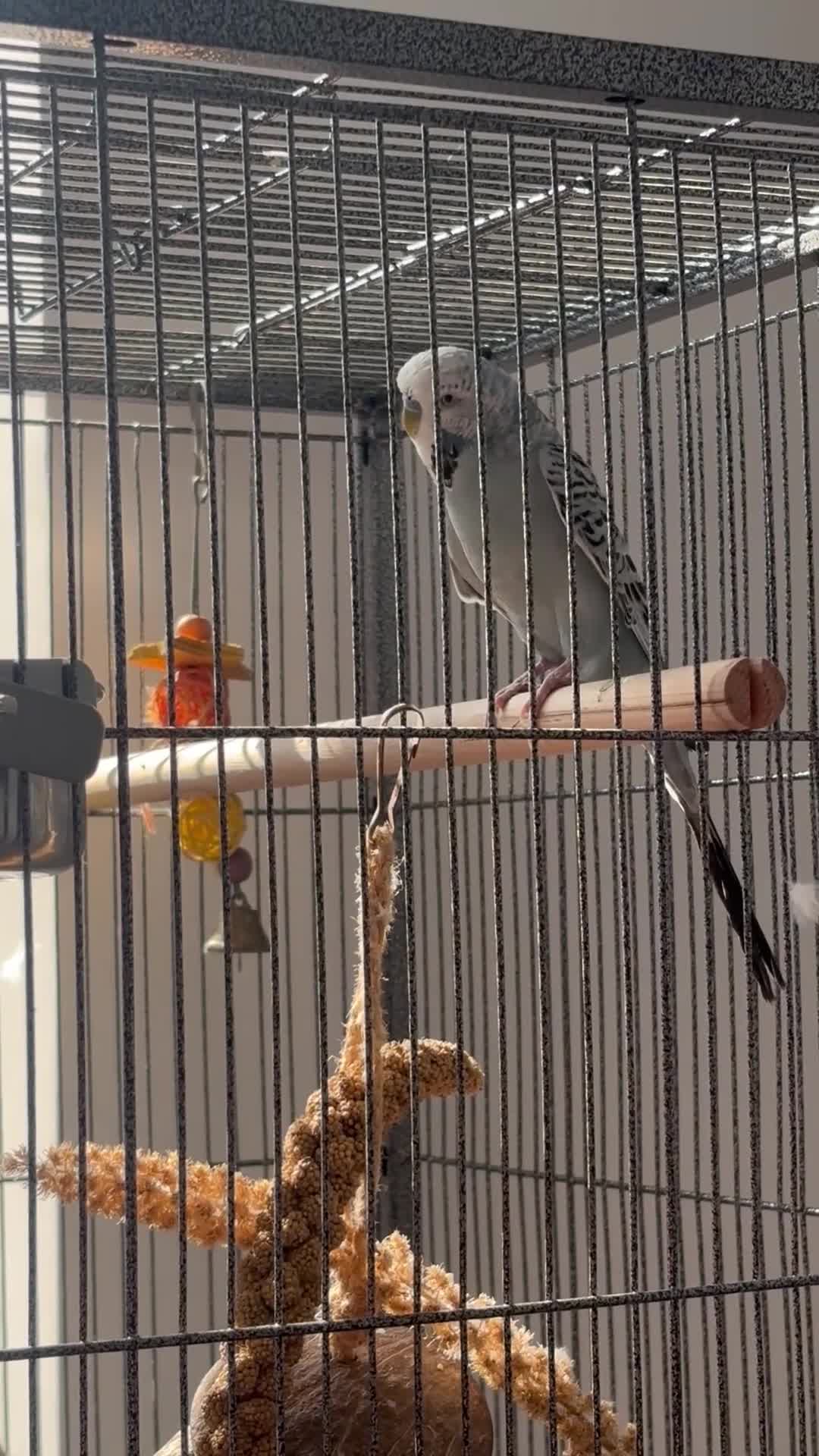 Budgerigars birds for sale: Budgie for adoption in Rochester - Video 3