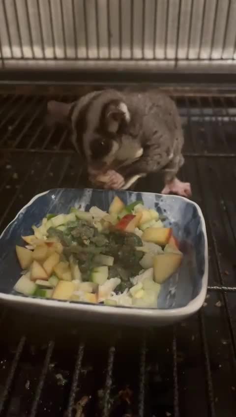Sugar Glider rodents for sale: 3 beautiful sugergliders with full set up - Video 2