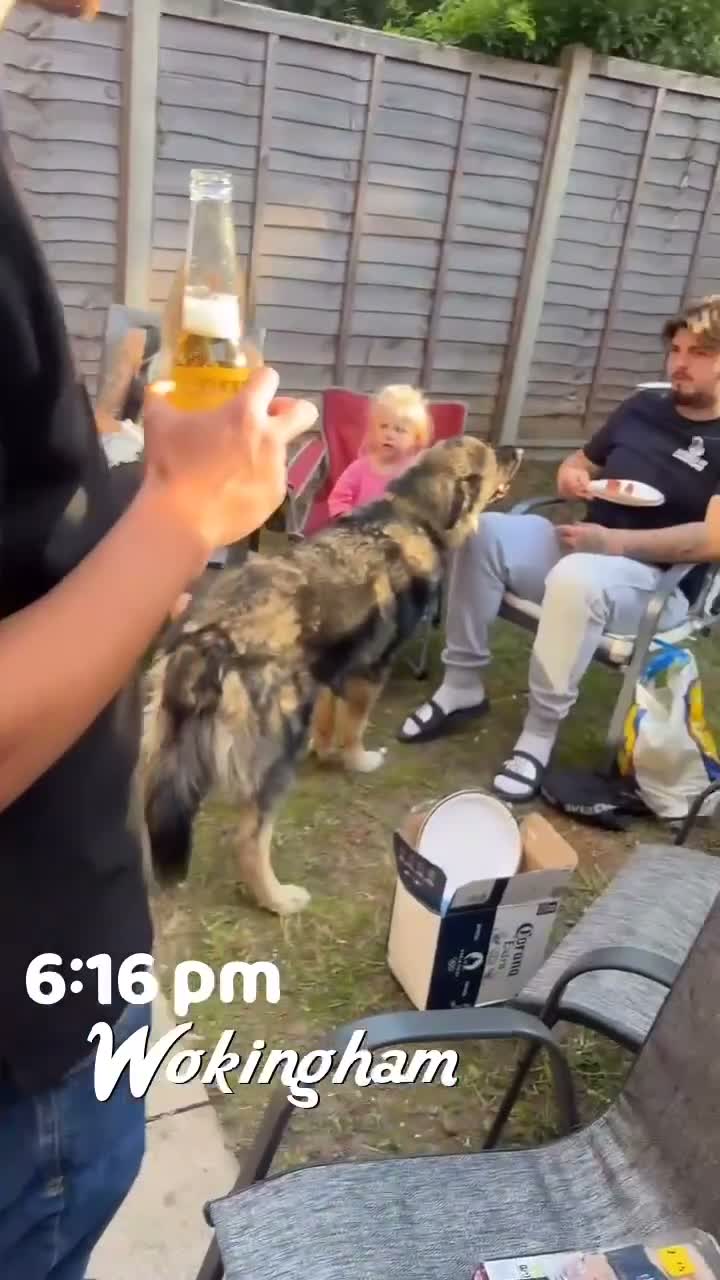 German Shepherd dogs for stud: Moose the German X Caucasian shepherd in Wokingham - Video 2