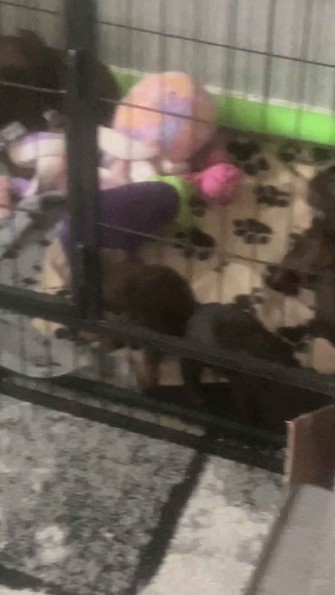 Cockapoo dogs for sale: Cockapoo puppies - Video 2