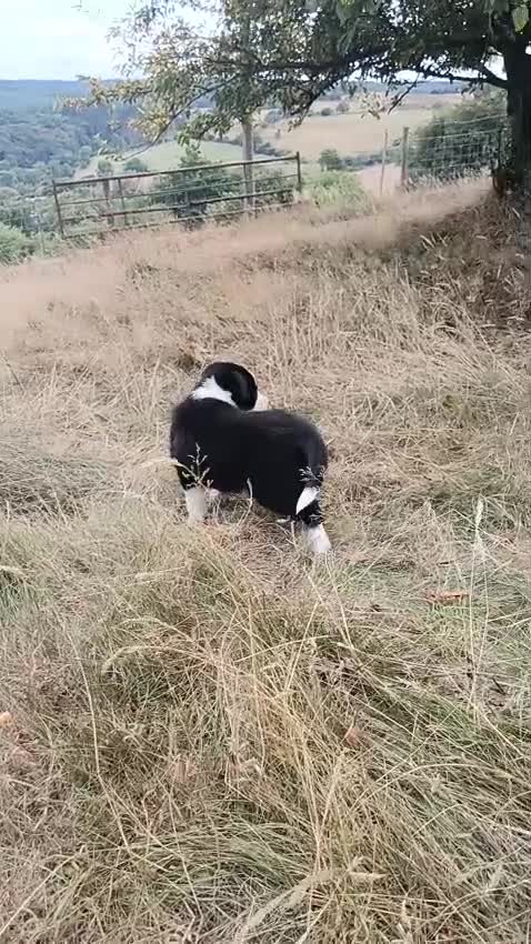 Border Collie dogs for sale: Two Little Boys - Border Collie Puppies - Video 3