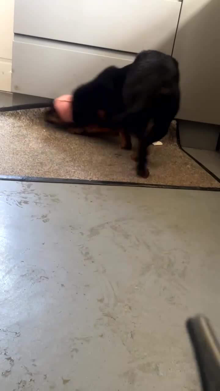 Rottweiler dogs for sale: Siblings Rottweiler boy & girl  - Video 2