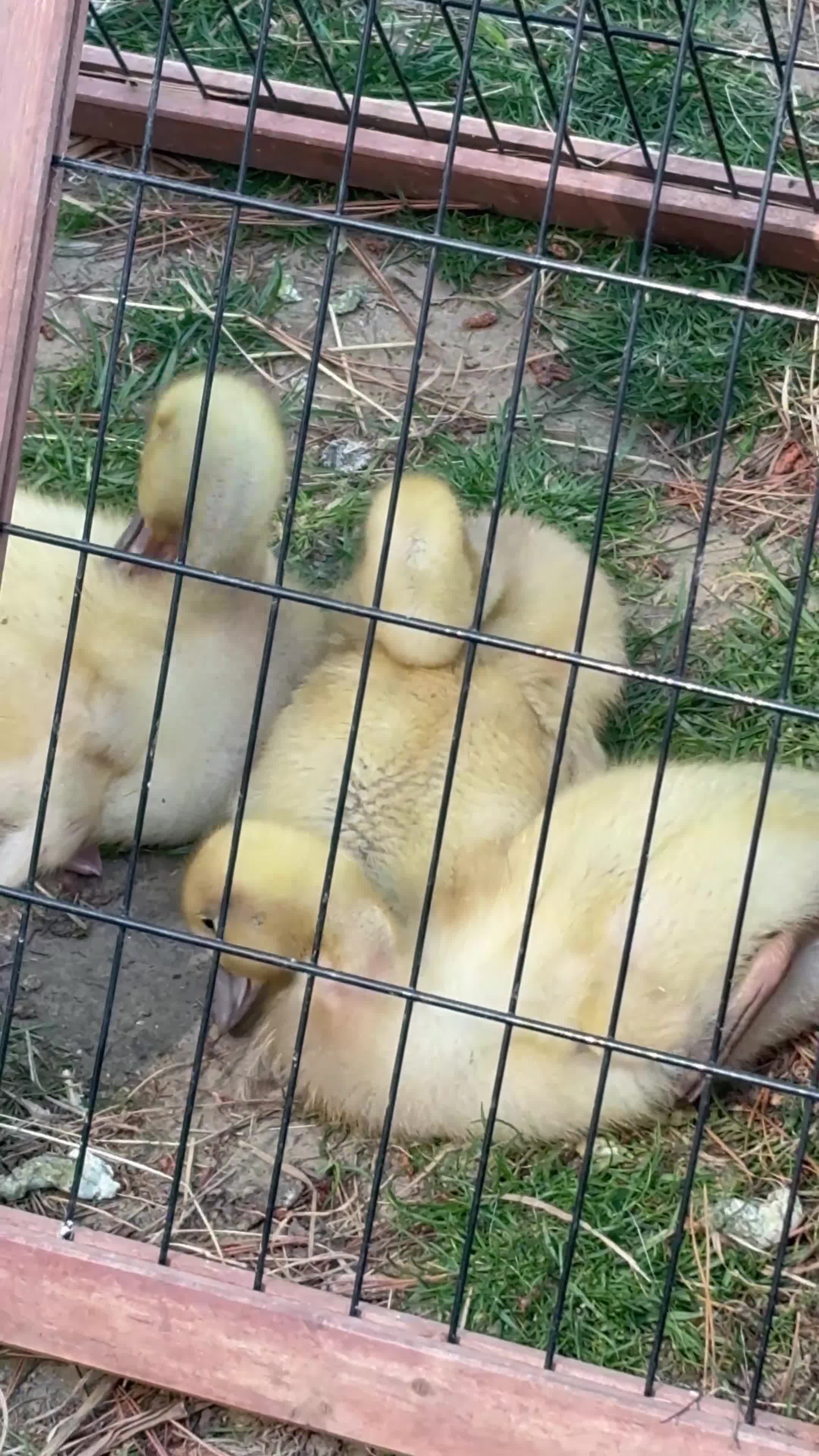 Ducks poultry for sale: Welsh Harlequin Ducklings - 3 weeks old  - Video 1