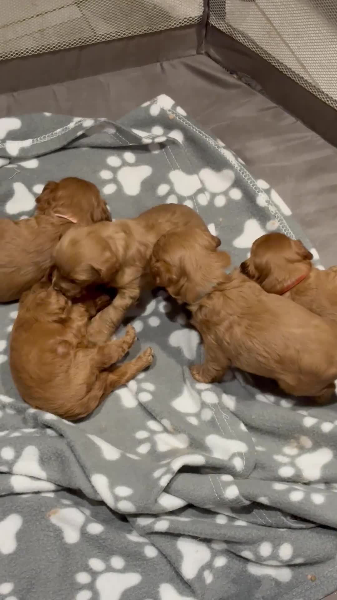 Cockapoo dogs for sale: Beautiful true miniature F1B cockapoo  in Downpatrick - Video 2