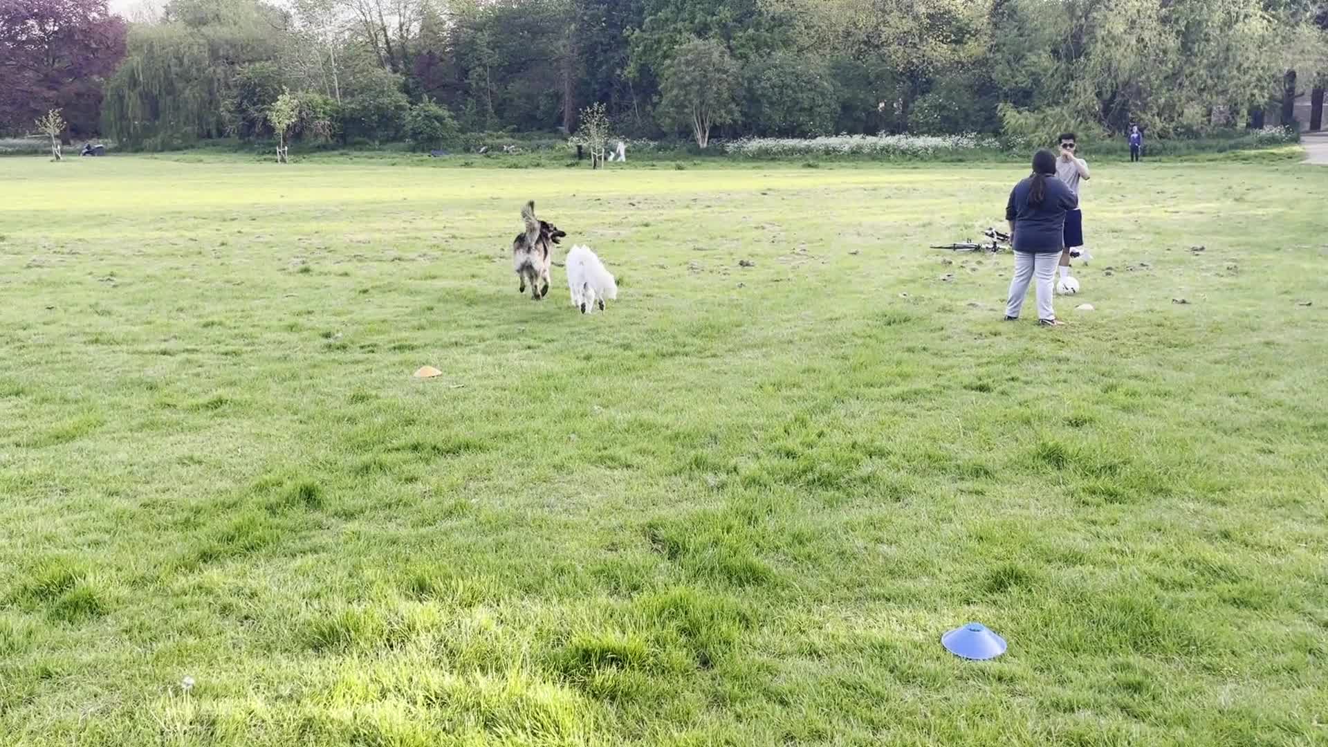 White Swiss Shepherd dogs for sale: KC registerd Well-Trained White Swiss Shepherd - Video 3