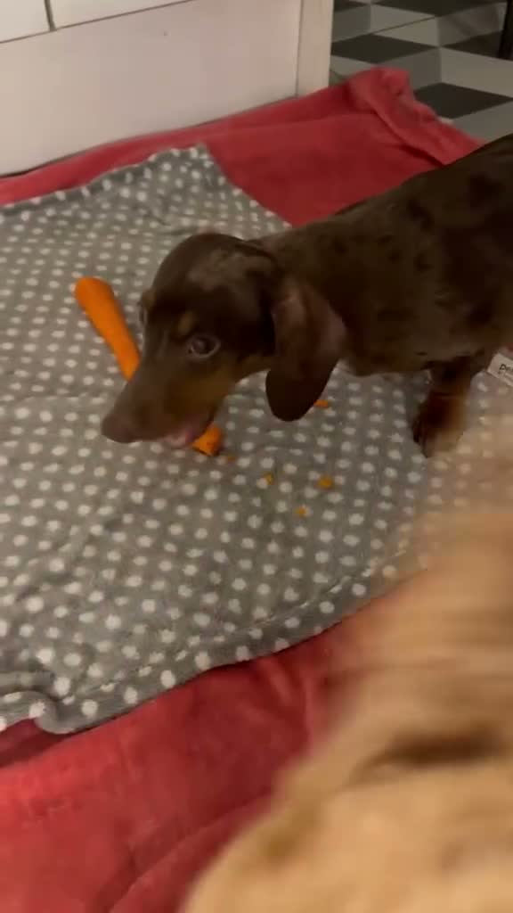 Miniature Dachshund dogs for sale: Rehoming miniature dachshund  in Wirral - Video 1