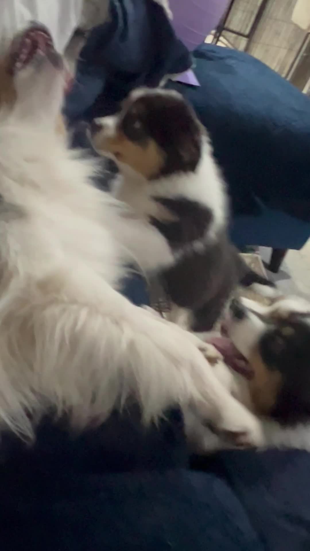 Australian Shepherd dogs for sale: Australian shepherd puppies - Video 5
