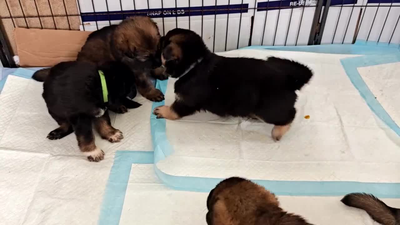 German Shepherd dogs for sale: German Shepherd puppies - Video 4