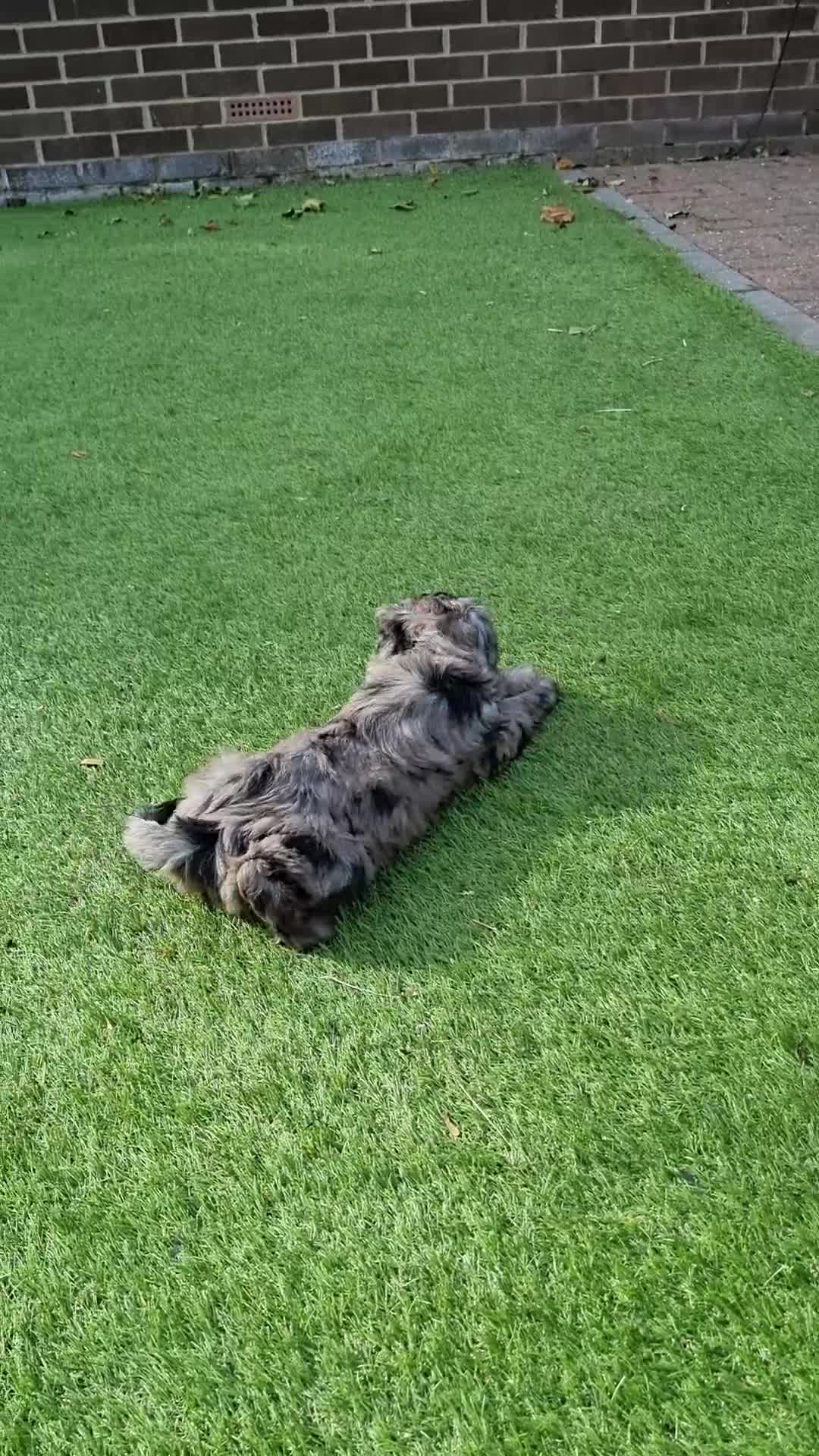 Cockapoo dogs for sale: READY TO LEAVE NOW😍😍😍 - Video 2