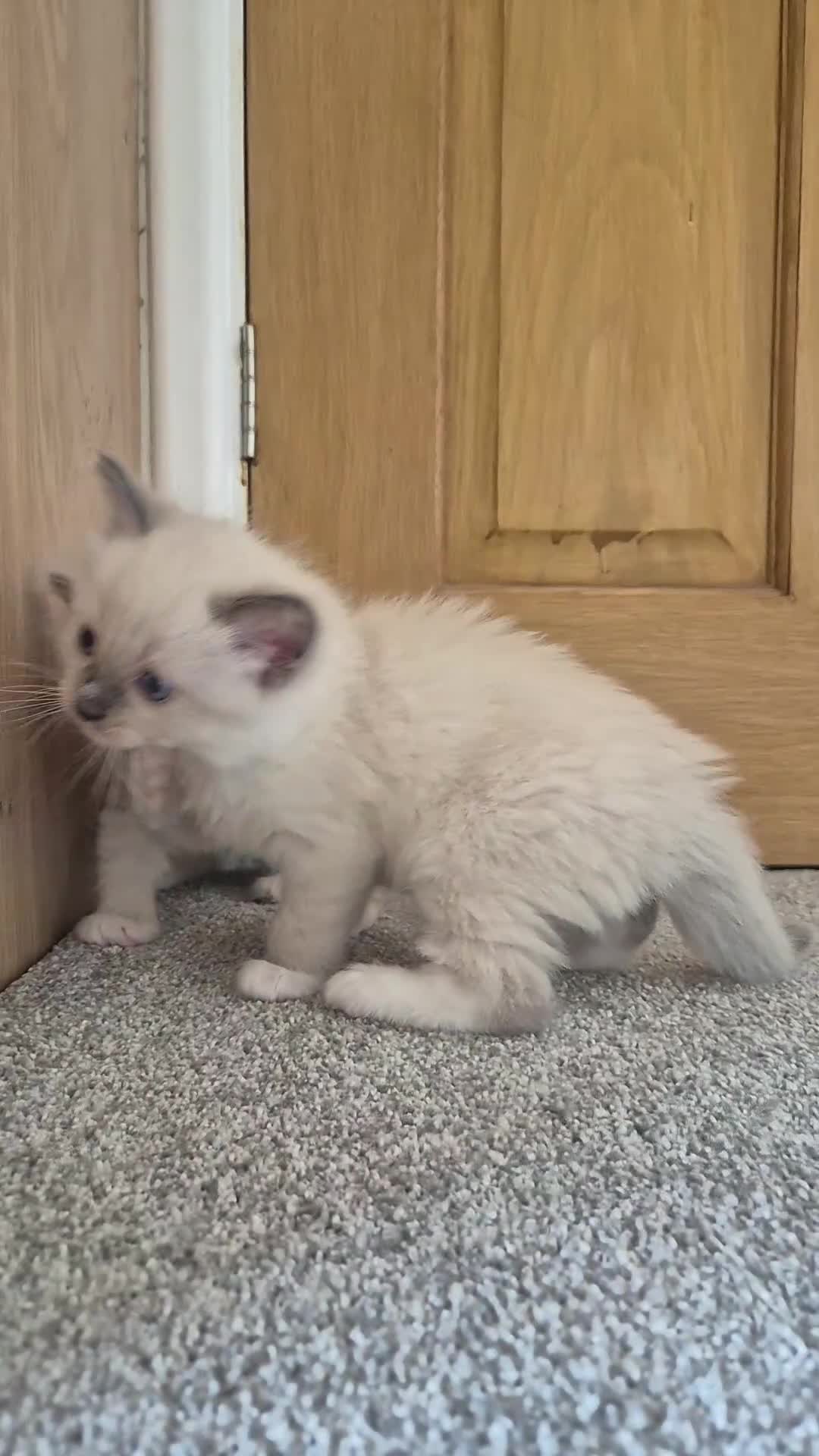 Ragdoll cats for sale: Purebred Ragdoll Kittens Looking for Forever Homes - Video 3