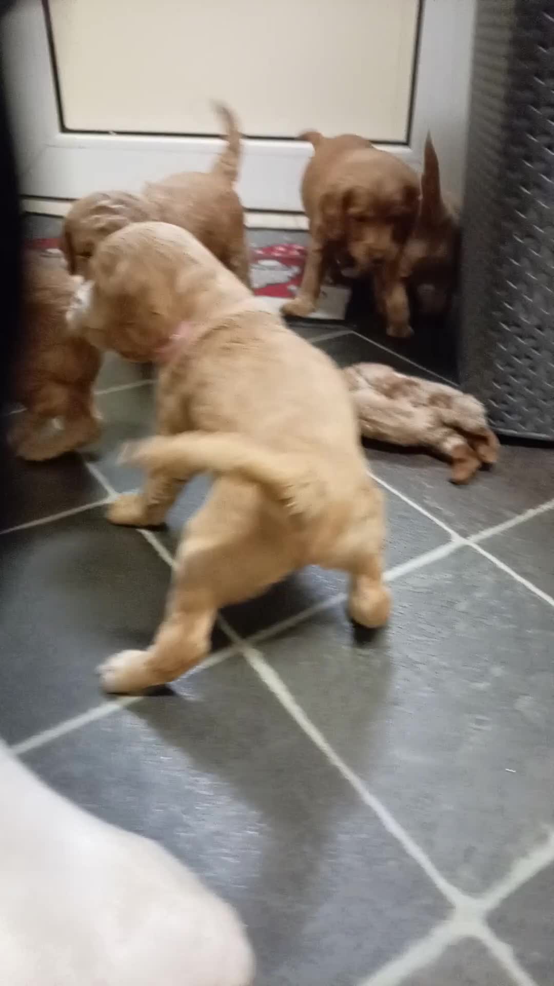 Cockapoo dogs for sale: 8 Beautiful Cockapoos puppies - Video 3