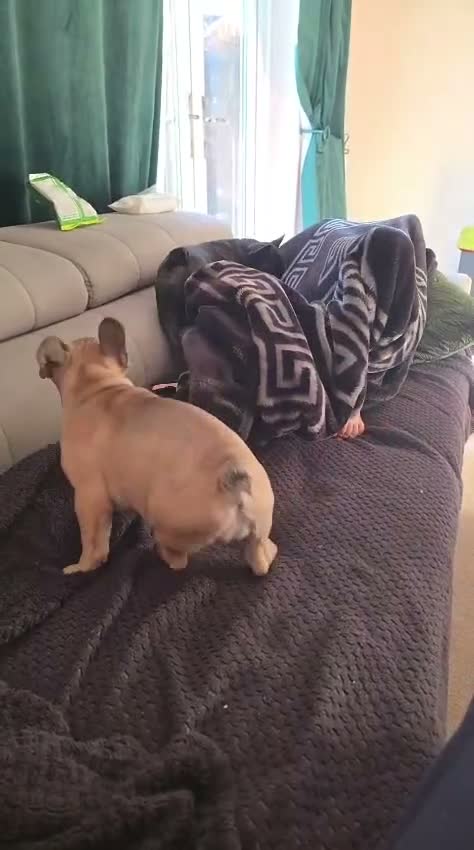 French Bulldog dogs for sale:  Daisy & Rolf – Beautiful French Bulldog Puppies  - Video 1