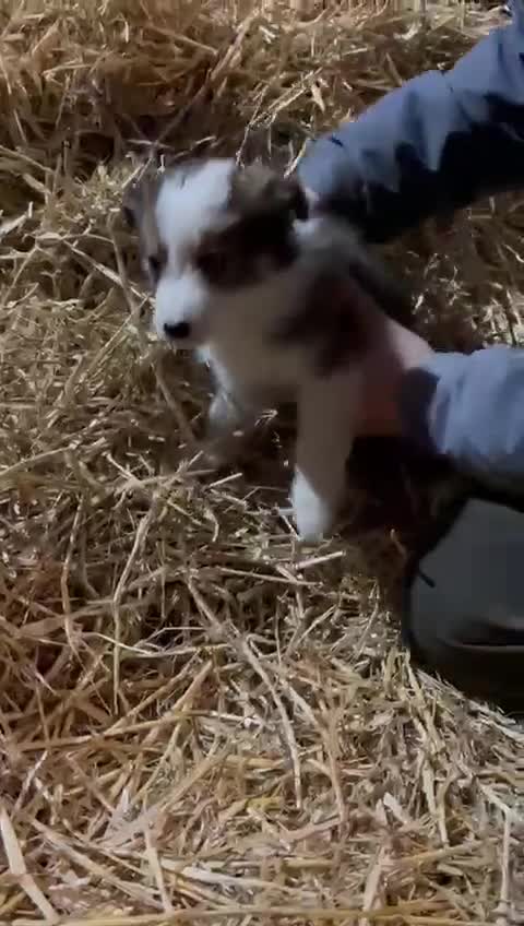 Mixed Breed dogs for sale: 4 collie x welsh collie pups  - Video 4