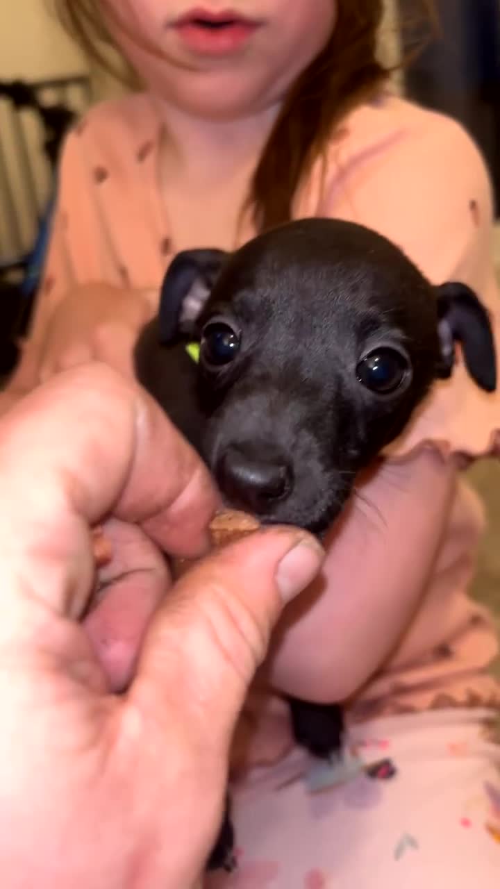 Italian Greyhound dogs for sale: **For Sale: Adorable Italian Greyhound Puppies!** - Video 2