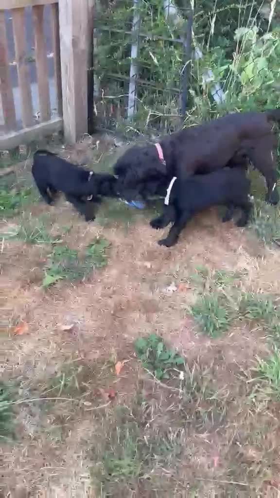 Cockapoo dogs for sale: Two beautiful girls left  - Video 1