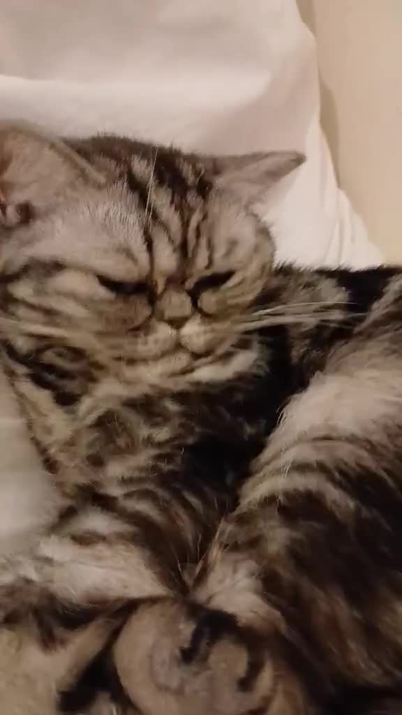 British Shorthair cats for sale: Bsh .Tabby Female as Pet only. - Video 1