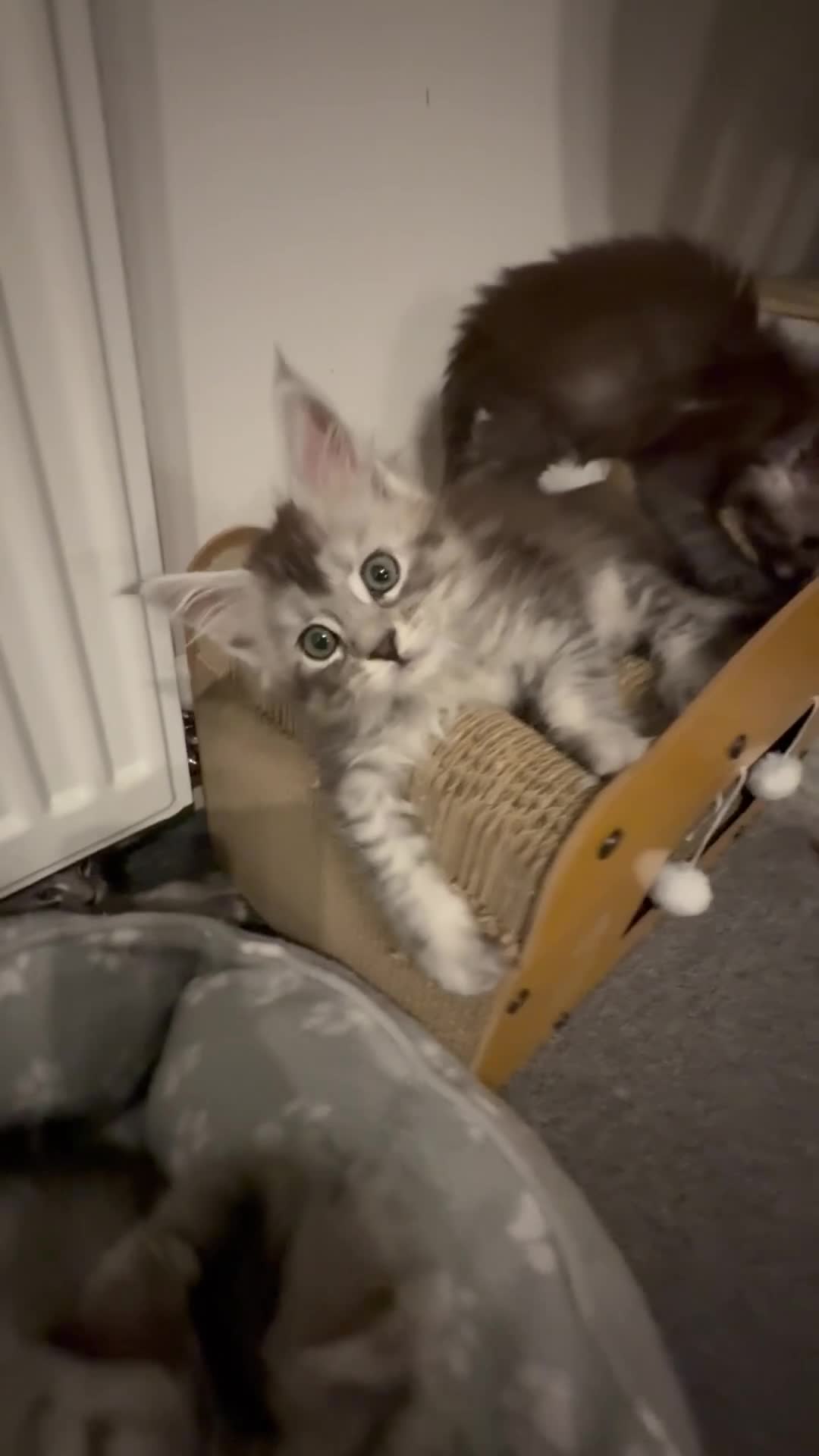 Maine Coon cats for sale: GCCF REG Blue ticked (a25 ) Tabby Female Kitten - Video 2
