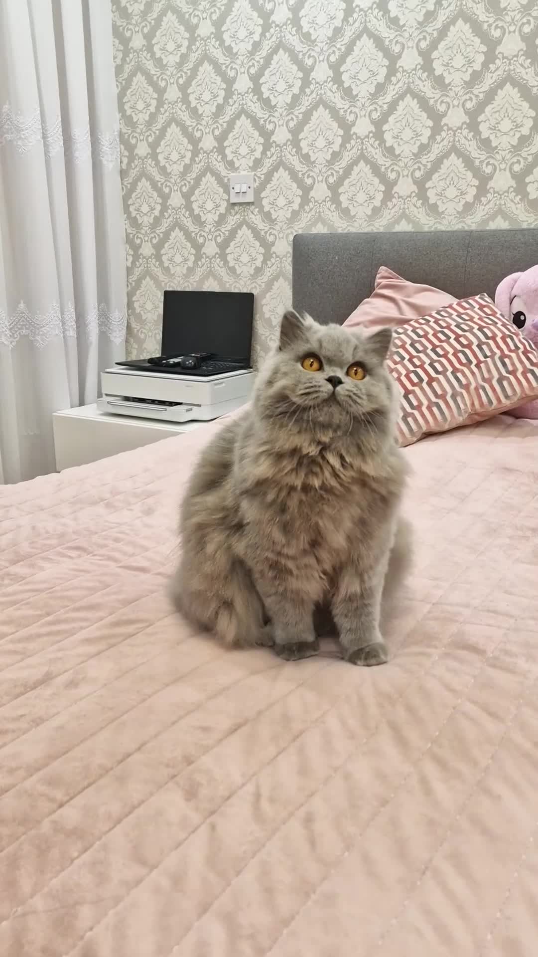 British Longhair cats for sale: Amasing  GCCF active British Longhair Blue  - Video 1