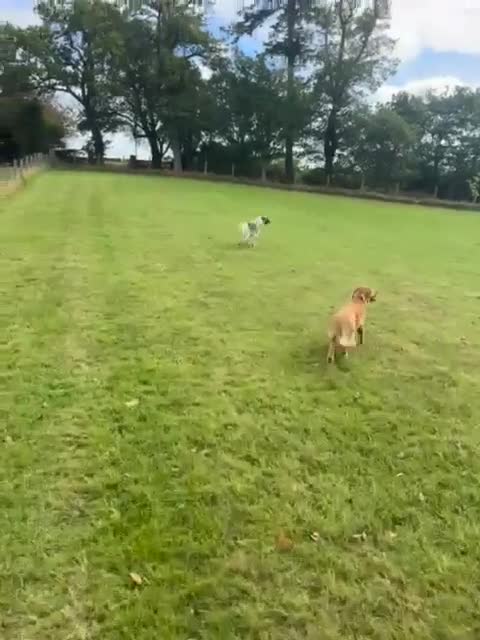 Mixed Breed dogs for adoption: FLOSSIE  - Video 3