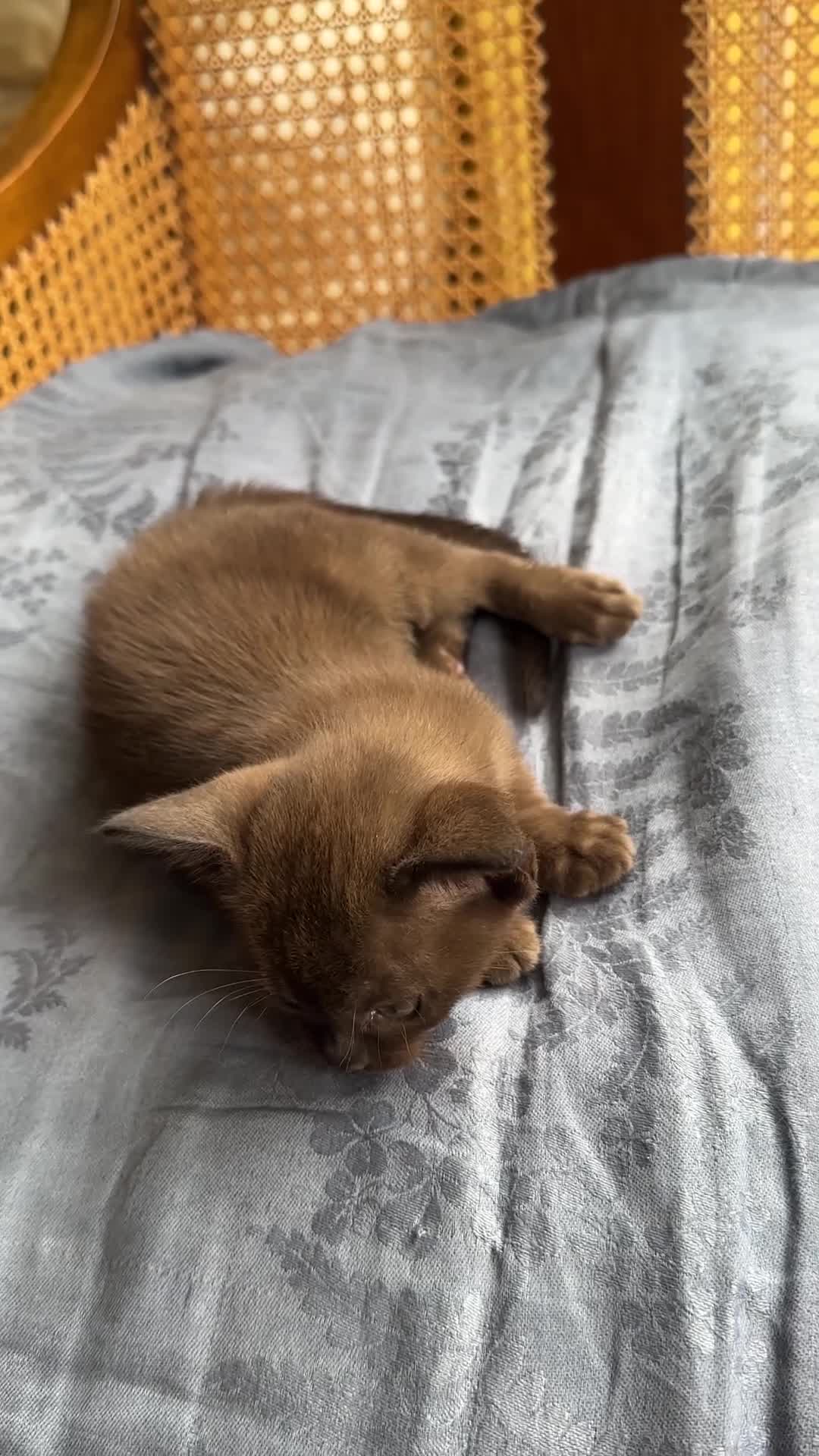 Burmese cats for sale: Happy Healthy GCCF Burmese Kittens in London - Video 3