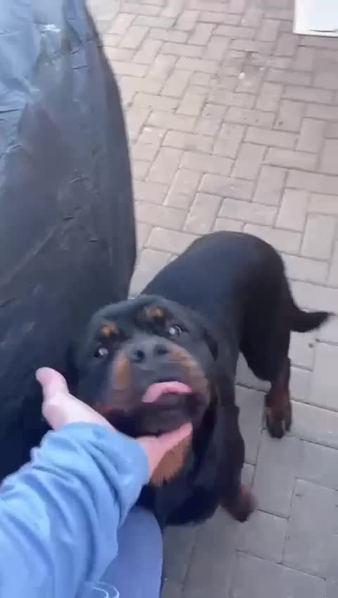 Rottweiler dogs for sale: Female Rottweiler puppie for sale   - Video 1