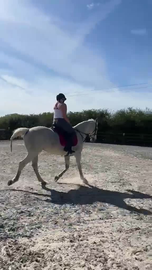 Irish Sports horses for sale: A beautiful handsome boy looking for new home  - Video 1