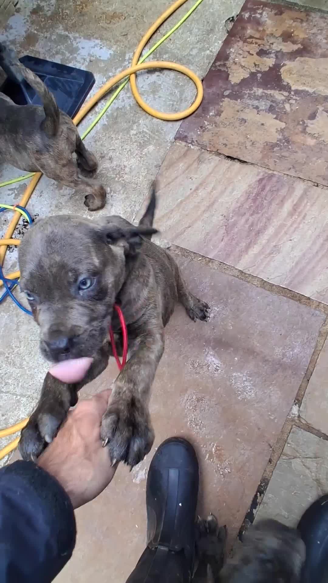 Cane Corso dogs for sale: ICCF Registered 🧬🏆 Cane Corso pups. - Video 5