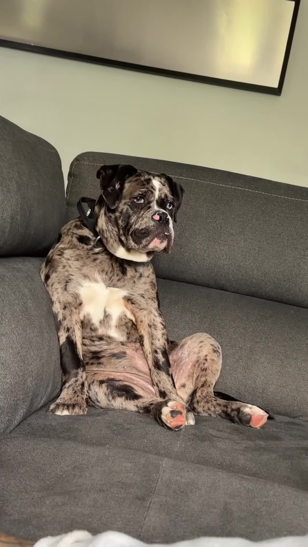 Old Tyme Bulldog dogs for sale: 6 month old tyme bulldog  - Video 1