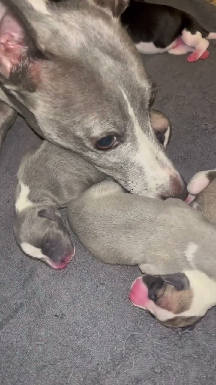 Whippet dogs for sale: Outstanding Litter KC Reg Pedigree Whippet Puppies - Video 3