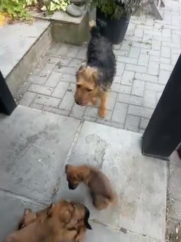 Lakeland Terrier dogs for sale: Lakeland puppies for sale in Builth Wells - Video 1
