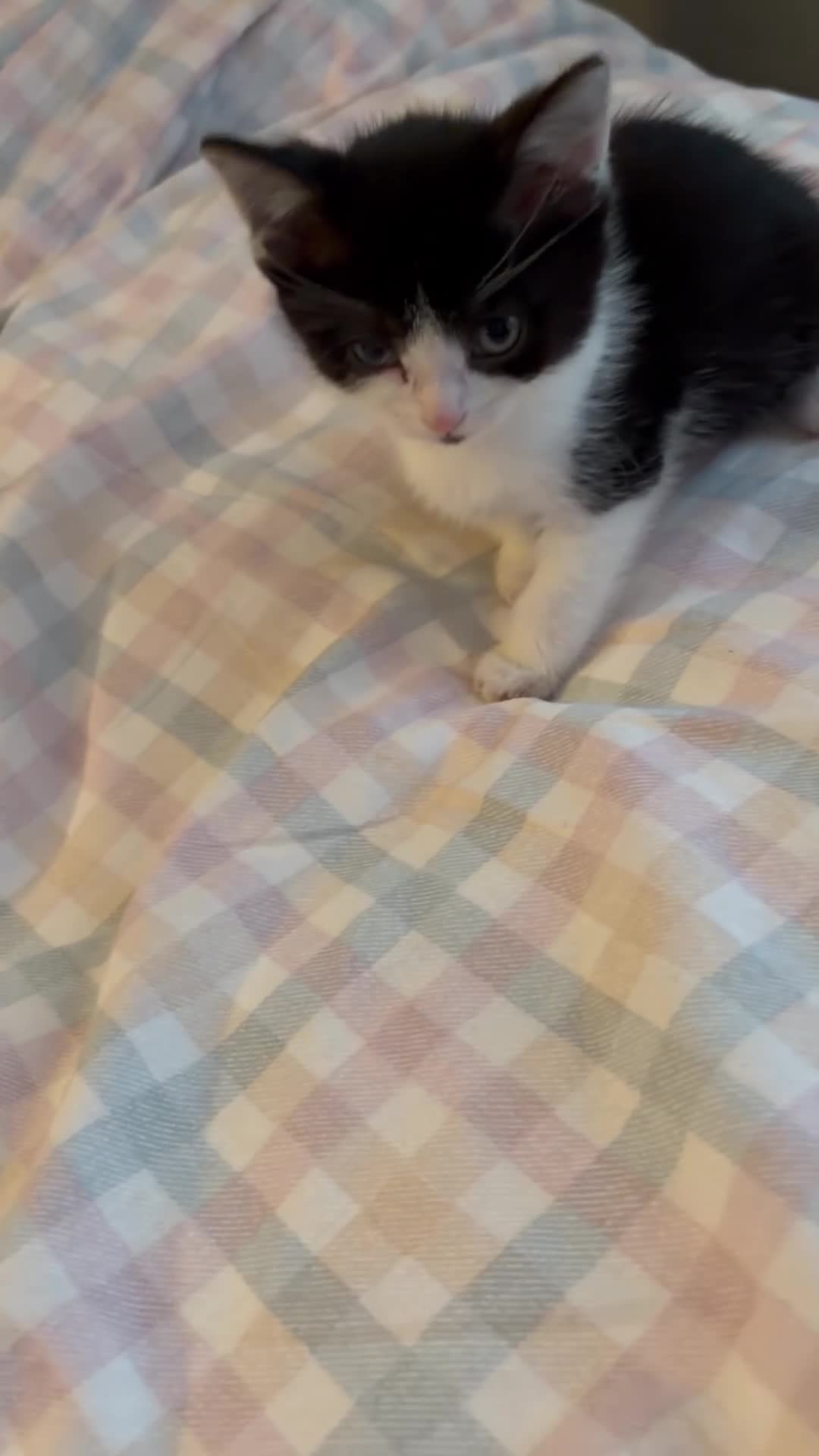 British Shorthair cats for sale: kittens liverpool - Video 1