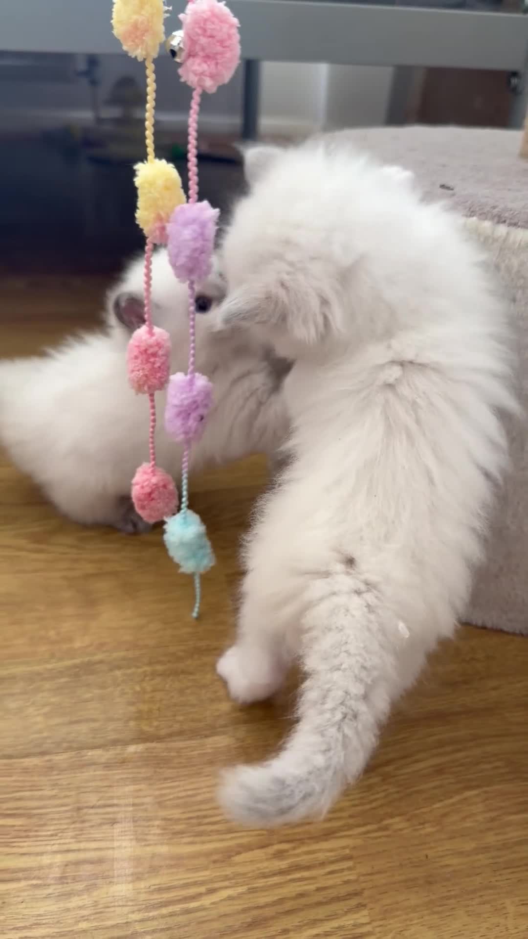 Ragdoll cats for sale: Ragdoll kittens available  - Video 1