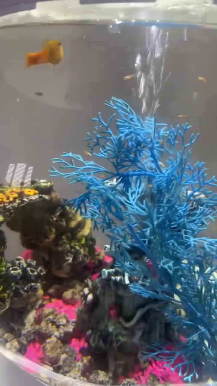 Platies fish for sale: Platy fish, bi orb tank and full set up - Video 1